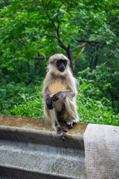 IndianLangur IndianLangur