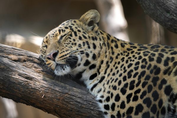 IndianLeopard IndianLeopard