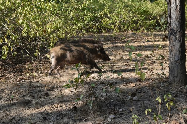 IndianWildBoar IndianWildBoar