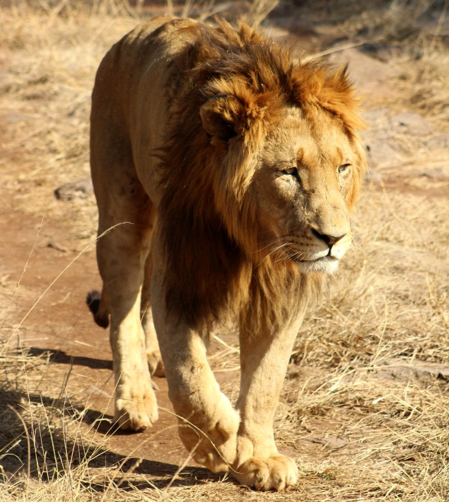 AsiaticLion