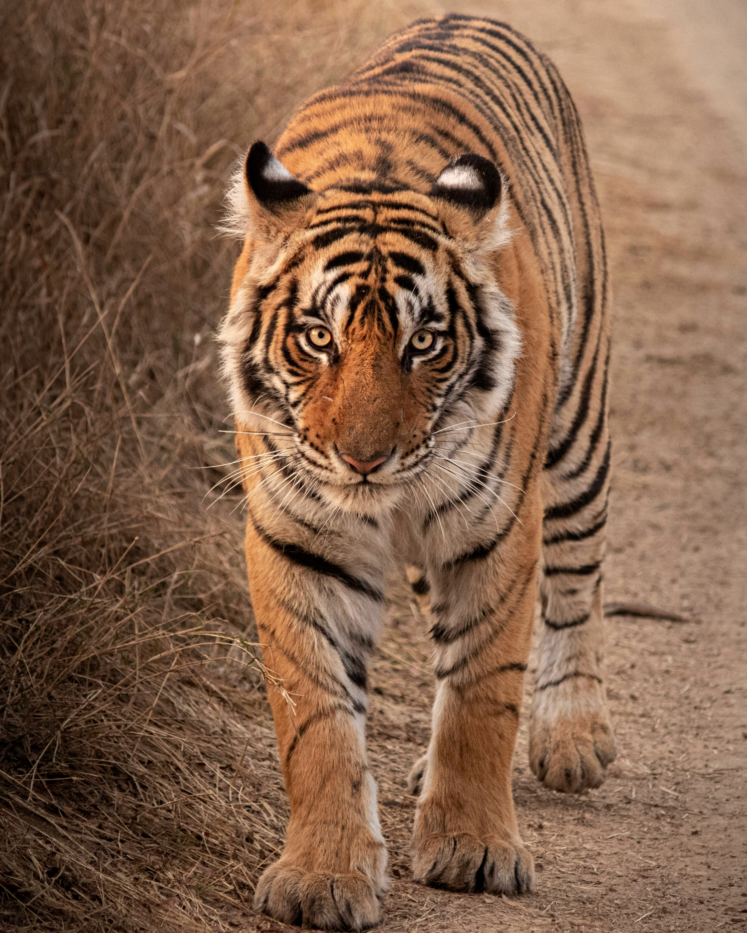 Bengalischer Tiger im Bandhavgarh-Nationalpark in Indien, eines der besten Reiseziele für Tiger-Safaris und Wildtierbeobachtungen.