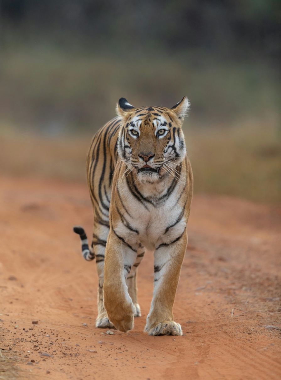 Royal bengal tiger walking in Ranthambore National Park, India, a famous destination for wildlife tourism and tiger safaris.