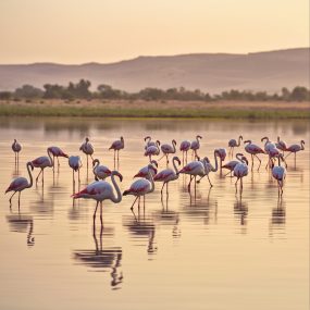 FlamingosOfRajasthan FlamingosOfRajasthan